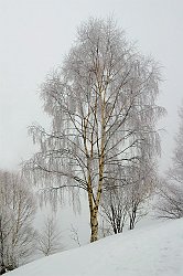 la betulla